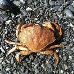 Atlantic Rock Crab thumbnail 1