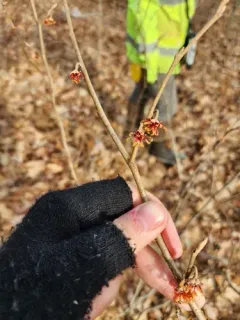 ozark witch-hazel thumbnail 3