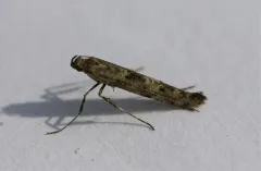 Caloptilia strictella thumbnail 3