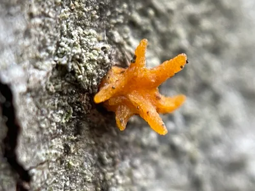 Calocera furcata