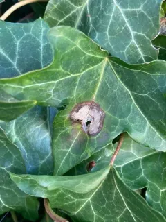 Ivy Anthracnose thumbnail 2