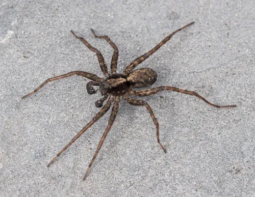Pardosa dorsalis