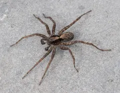 Pardosa dorsalis thumbnail 1