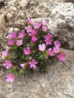 Androsace idahoensis thumbnail 1