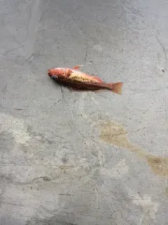 Greenstriped Rockfish thumbnail 4