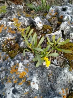 Ontario Goldenrod thumbnail 2