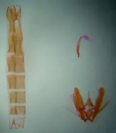 Rogenhofer's Plume Moth thumbnail 2