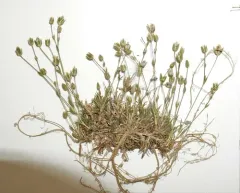 bog stitchwort thumbnail 2