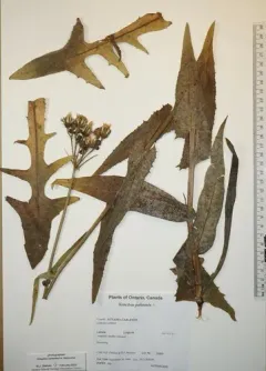 Marsh Sow-thistle thumbnail 2