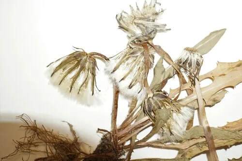 Taraxacum crocodes