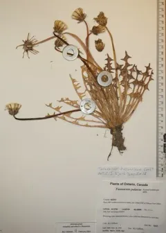 Taraxacum hollandicum thumbnail 2