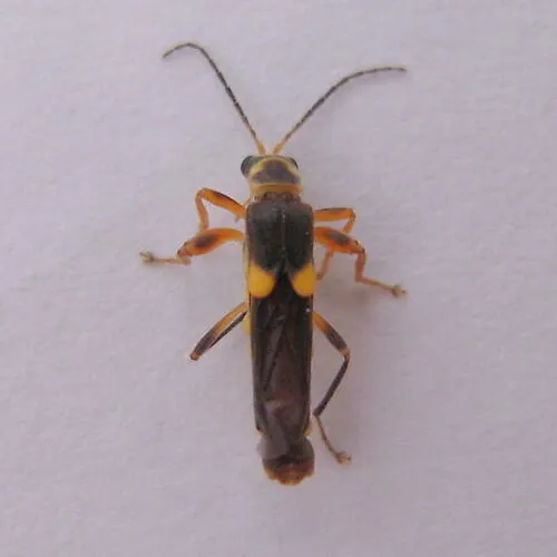 Trypherus latipennis