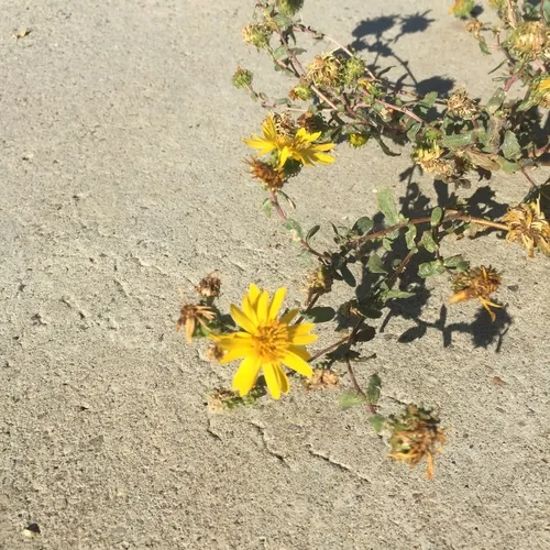 Curlycup Gumweed