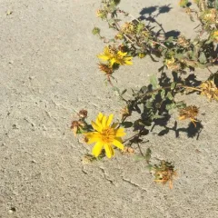 Curlycup Gumweed thumbnail 1