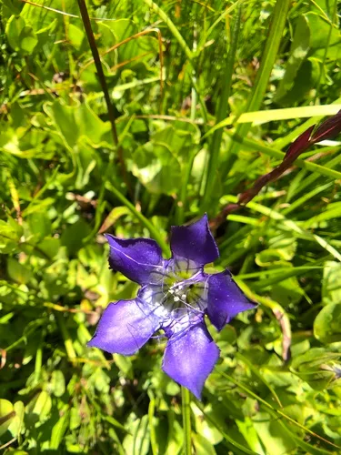 Klamath gentian