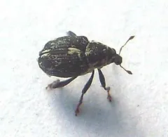 Smartweed Node Weevil thumbnail 2