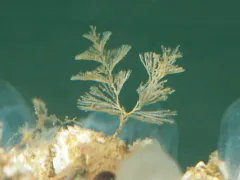 Bugula pacifica thumbnail 3