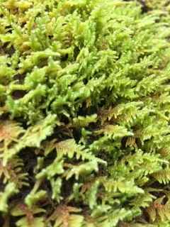 Dieck's hypnum moss thumbnail 3