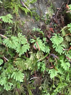 Faurie's hypopterygium moss thumbnail 4