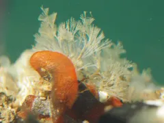 Caulibugula californica thumbnail 2