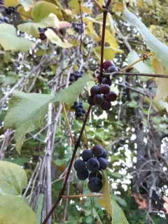 wine grape thumbnail 4