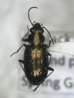 Cheyenne Riverbank Ground Beetle thumbnail 3