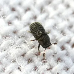 Phloeotribus dentifrons thumbnail 1