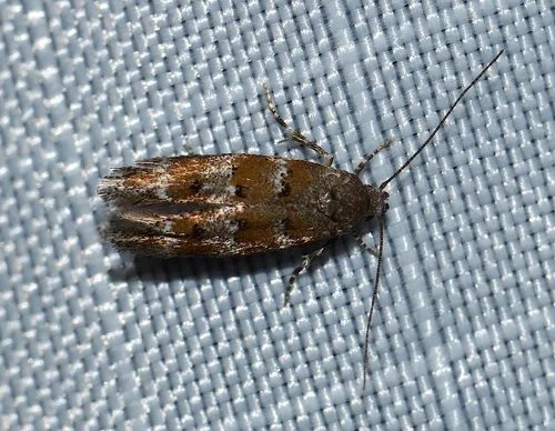 Pine Needleminer Moth