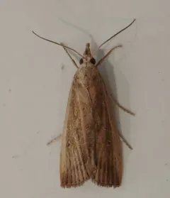 Thopeutis forbesellus thumbnail 3
