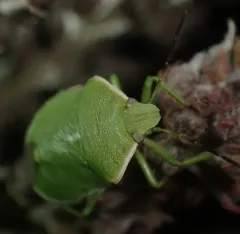 Chlorochroa persimilis thumbnail 3