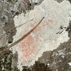 Coral Saucer thumbnail 4