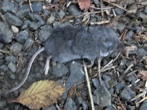 Trowbridge's Shrew