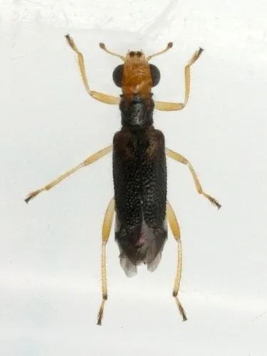Vertical-lined Phyllobaenus