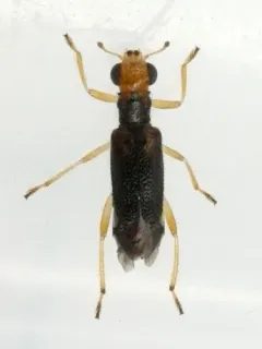 Vertical-lined Phyllobaenus thumbnail 1