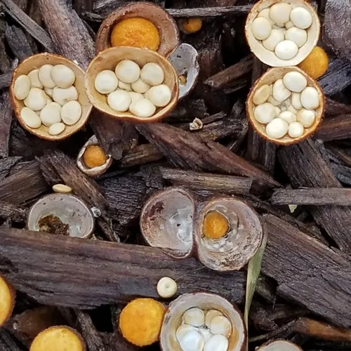 common bird's nest fungus