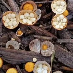 common bird's nest fungus