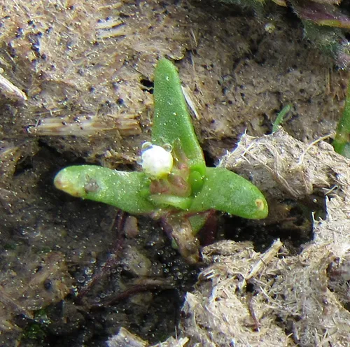 dwarf starcup