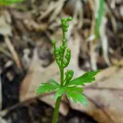 narrow triangle moonwort thumbnail 2