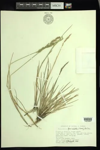Borrer's Saltmarsh-grass