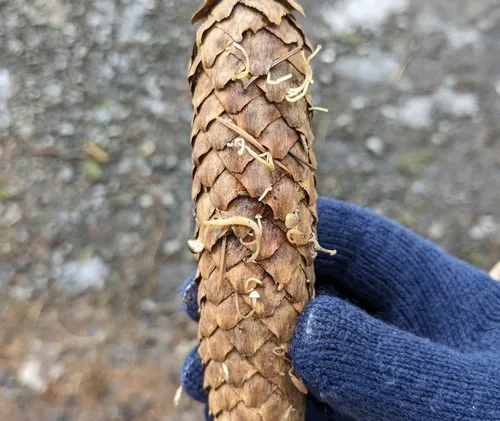 Sprucecone cap