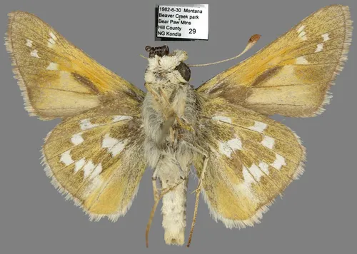 Pahaska Skipper