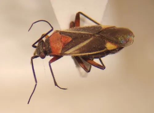 Aoplonema princeps