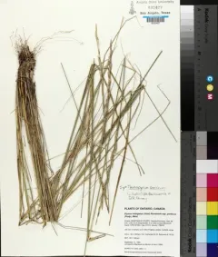 Tall Wheat Grass thumbnail 4