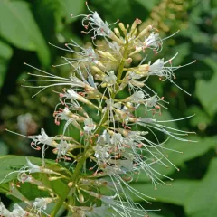 bottlebrush buckeye thumbnail 3