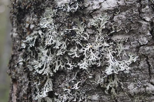Hypogymnia pulverata