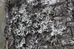 Hypogymnia pulverata thumbnail 1