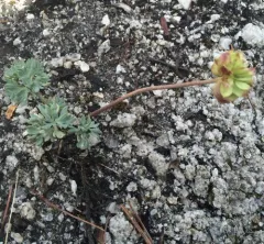 Anderson's buttercup thumbnail 1