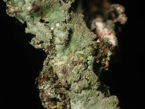 Parmotrema subtinctorium