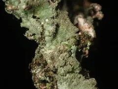 Parmotrema subtinctorium thumbnail 1