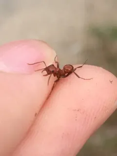 Shining Amazon Ant thumbnail 4
